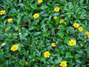 Xem ăn chơi - Xưa mọc đầy vườn không ai hái, giờ chị em nội trợ muốn mua phải "săn lùng", giá 250.000/kg