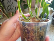 Nhà đẹp - Cây cảnh trong nhà muốn tươi tốt vào mùa đông, bạn nhớ phải làm điều này