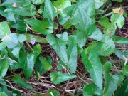 Tiêu dùng - Loại rau dại xưa nhổ vứt đi bất ngờ thành đặc sản 90.000đồng/kg, ăn sống hay chín đều đặc biệt