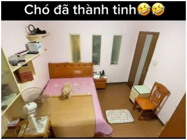 Chú chó thành tinh khiến ai cũng trầm trồ: Biết trải chiếu, bật quạt, tắt điện đi ngủ