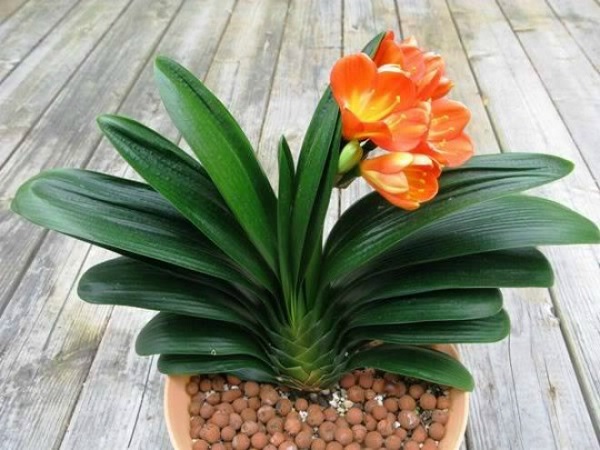 Hình ảnh cây Lan Quân Tử