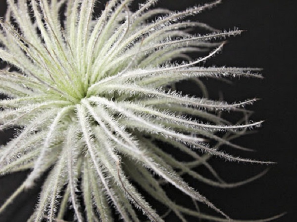 Cây không khí: Đặc điểm, hình ảnh, ý nghĩa và cách trồng tốt nhất - 6