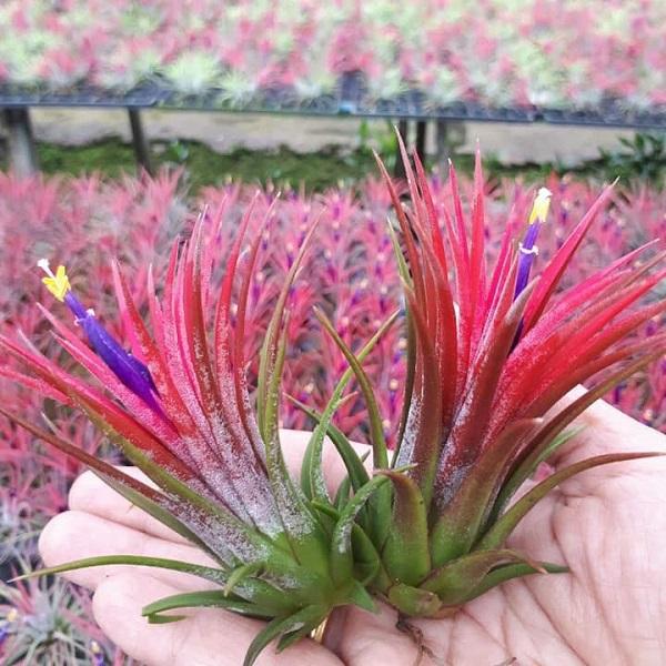 Cây không khí: Đặc điểm, hình ảnh, ý nghĩa và cách trồng tốt nhất - 2