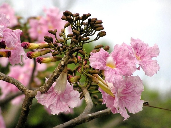 Hoa của cây Chuông Hồng
