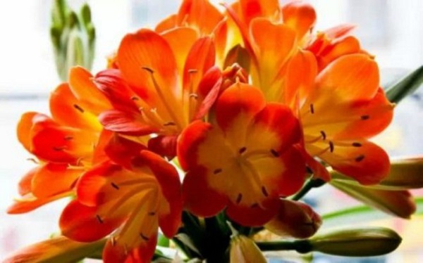 Trồng và chăm sóc Lan Quân Tử đúng cách giúp hoa nở đẹp