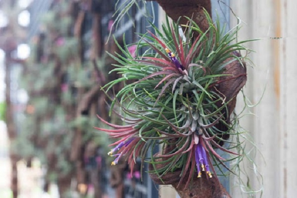 Cây không khí: Đặc điểm, hình ảnh, ý nghĩa và cách trồng tốt nhất - 8