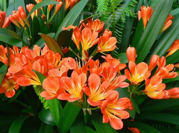 Hoa Lan Quân Tử rất lâu tàn nên được nhiều người ưa thích