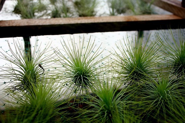 Cây không khí: Đặc điểm, hình ảnh, ý nghĩa và cách trồng tốt nhất - 5