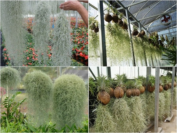 Cây không khí: Đặc điểm, hình ảnh, ý nghĩa và cách trồng tốt nhất - 4