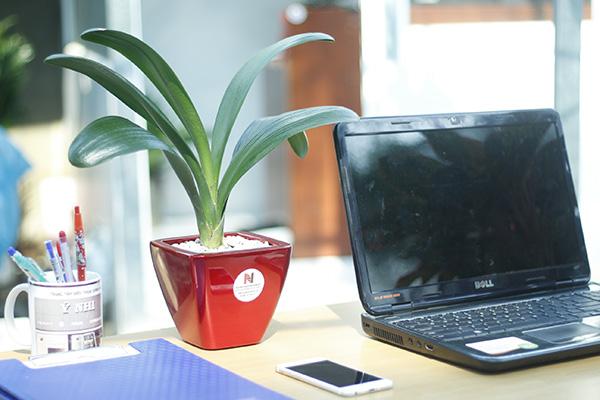 Vị trí đặt cây Lan Quân Tử trong nhà cần hợp lý để phát huy yếu tố phong thủy