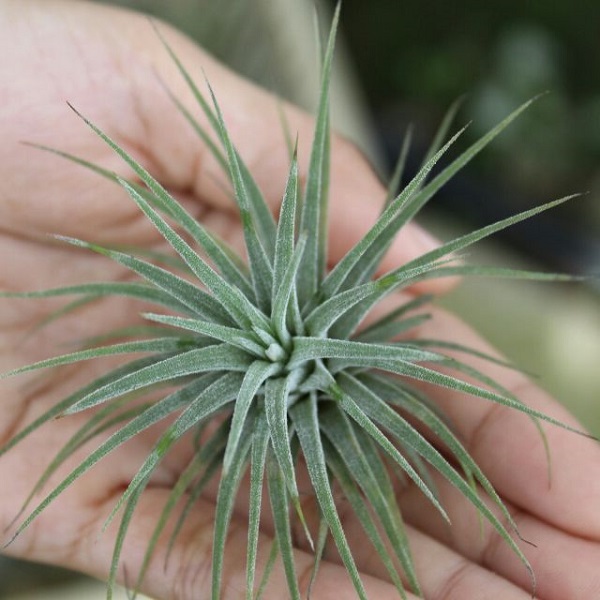 Cây không khí: Đặc điểm, hình ảnh, ý nghĩa và cách trồng tốt nhất - 3