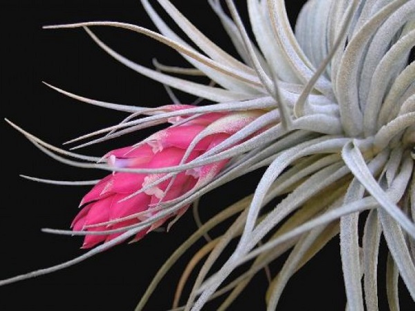 Cây không khí: Đặc điểm, hình ảnh, ý nghĩa và cách trồng tốt nhất - 7