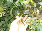 Tin tức - Đau lòng: Bị mẹ mắng, 2 anh em ăn lá ngón tử vong