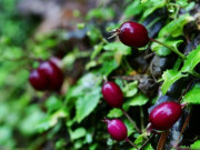 Tiêu dùng - Loại cây xưa trồng làm hàng rào bất ngờ thành đặc sản lạ lẫm, chị em "săn lùng" 70.000đồng/kg