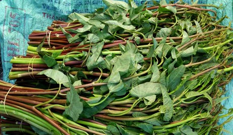 Rau muống đỏ.