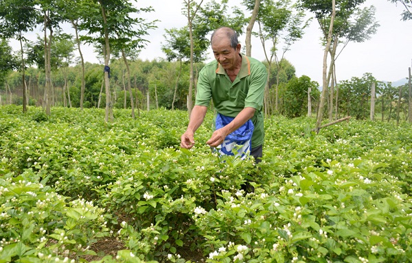 Lão nông Đào Huy Tiến là người tiên phong đưa cây hoa nhài về trồng ở Cấp Tiến, huyện Sơn Dương, tỉnh Tuyên Quang.