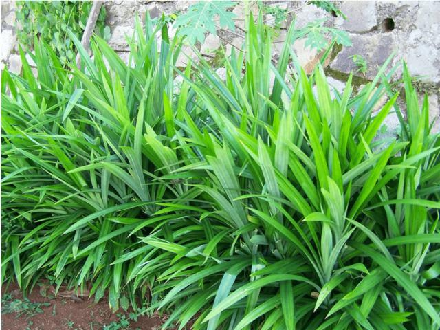 Loại lá xưa có đầy không ai hái, giờ được chị em nội trợ ưa chuộng, giá 30.000 đồng/kg