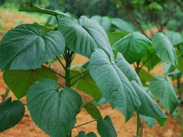 Loại lá xưa không ai thèm hái, nay bất ngờ thành đặc sản 120.000 đồng/kg, nhiều người săn lùng