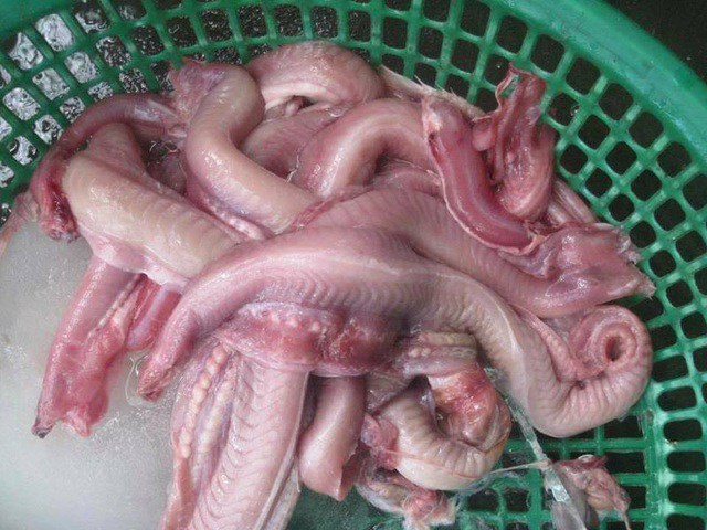 Cá ninja không có xương mà dọc bên trong thân là một lõi sụn trắng giòn như sụn sườn non