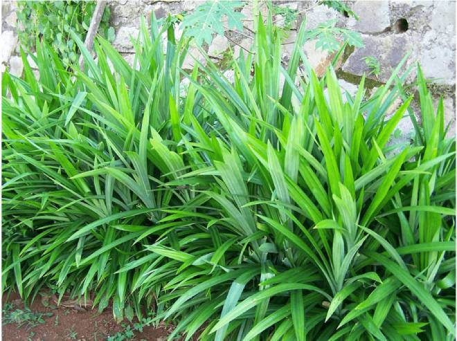 Tại Việt Nam, xưa lá dứa mọc hoang dại khắp nơi, không có ai hái.
