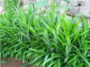 Xem ăn chơi - Loại lá xưa có đầy không ai hái, giờ được chị em nội trợ ưa chuộng, giá 30.000 đồng/kg