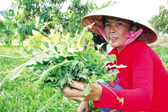Loại cỏ dại không ai ngó ngàng, ăn thử thấy ngon bỗng “lên đời” đặc sản, bán 80.000 đồng/kg - 2