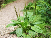 Xem ăn chơi - Loại lá xưa đầy không ai hái, giờ thành đặc sản được chị em ưa chuộng, công dụng tuyệt vời