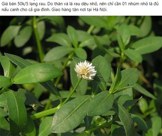 Rau dệu bán trên chợ mạng có giá 50.000 đồng/nửa cân