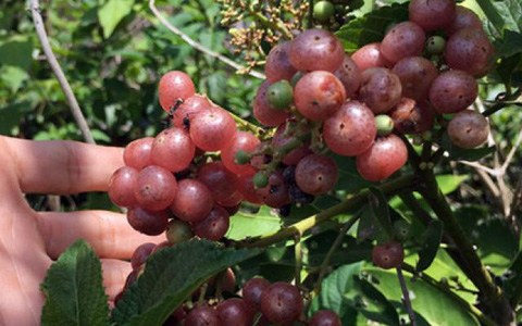 Ai muốn mua chỉ có thể đặt trên các trang thương mại điện tử hoặc chợ mạng với giá cao ngất ngưởng - khoảng 250.000 đồng/kg.