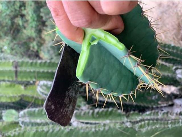 Loại cây mọc làm hàng rào lại là nguyên liệu để làm thành đặc sản nức tiếng Quảng Bình