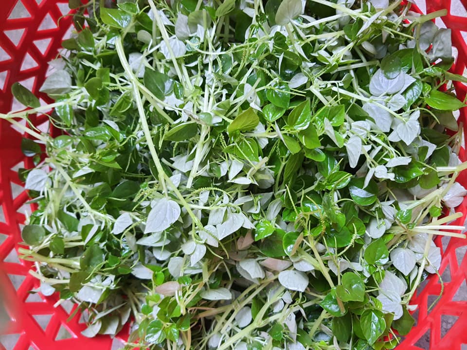 Mấy năm gần đây, thứ rau dại này lên đời thành đặc sản ở phố thị, có giá khá đắt đỏ
