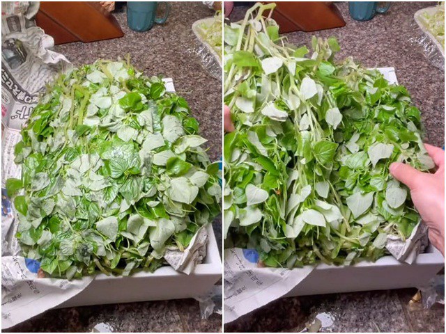 Loại rau dại xưa nhổ vứt đi, nay là đặc sản ngon nổi tiếng, sang nước ngoài giá cao ngất - 1