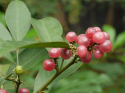 Xem ăn chơi - Loại quả xưa có đầy không ai ăn, giờ trở thành đặc sản được săn lùng với giá 250.000 đồng/kg