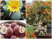 Nhà đẹp - Ba loại hoa thích sống khổ, càng tưới nhiều rễ càng thối, mùa đông nên cắt nước