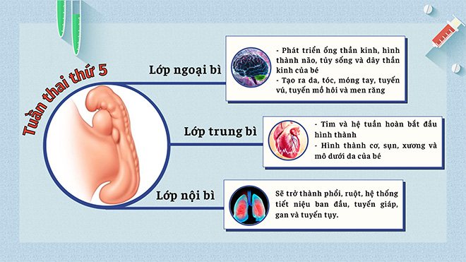 Những điều mẹ cần biết khi mang thai ở tuần thứ 5 - 1