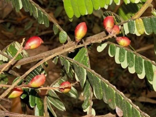 Xưa mọc đầy không ai hái, giờ muốn mua phải săn lùng khắp nơi, giá 280.000 đồng/kg