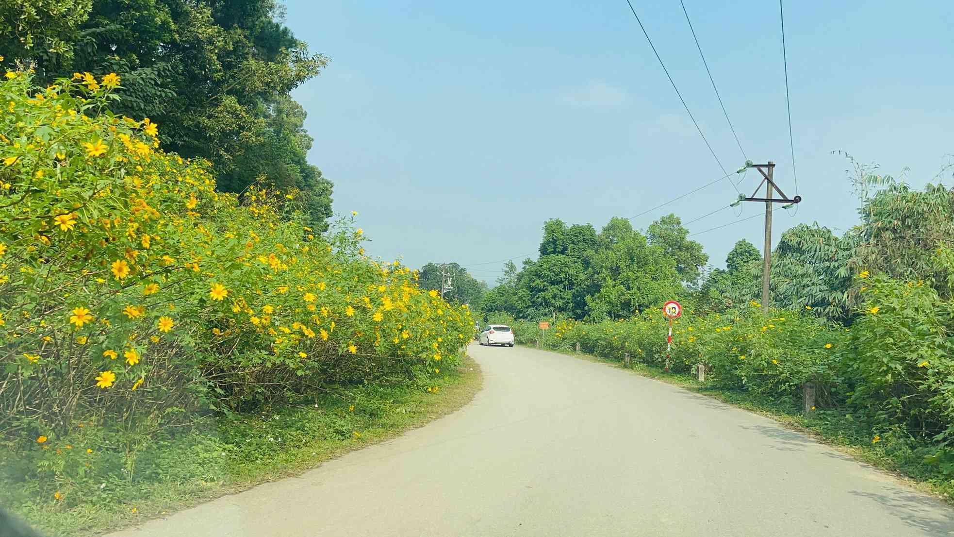 Tại Vườn quốc gia Ba Vì, dã quỳ thường ra hoa vào đầu đông tức vào khoảng tháng 11 hàng năm. Loài cây này thường báo hiệu cho sự xuất hiện của mùa khô.