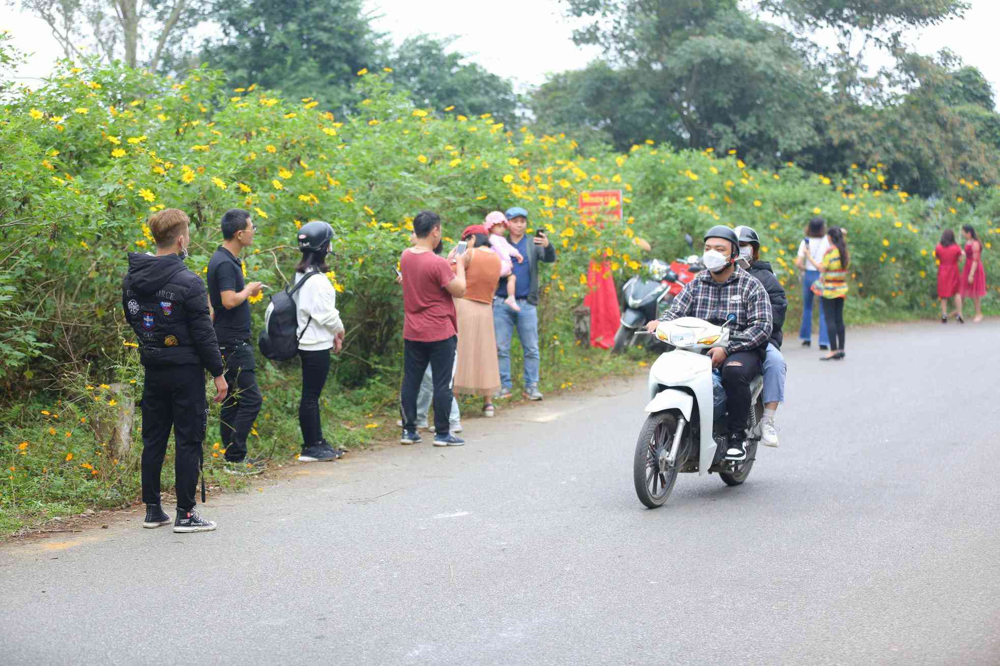 Hoa dã quỳ Ba Vì chỉ nở rộ đẹp nhất trong khoảng hơn 2 tuần rồi tàn nên năm nào cũng vậy, cứ vào mùa hoa là ngày nào cũng tấp nập người đến tham quan.