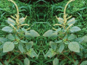 Tiêu dùng - Loại cây dại xưa không ai hái, giờ thành đặc sản 100.000đồng/kg được "săn lùng", có tiền cũng khó mua