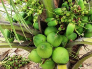 Xem ăn chơi - Loại quả đặc sản chỉ có ở Trà Vinh, đi chuyên cơ ra nước ngoài bán với giá 600.000 đồng/quả