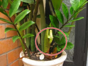 Nhà đẹp - Nuôi cây kim tiền nắm được 3 điểm này thì cành lá xum xuê, gọi tài lộc vào nhà