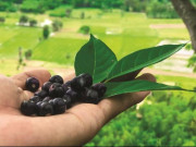 Tiêu dùng - Loại lá dại xưa rụng vứt đi, không ngờ là đặc sản hiếm 80.000đồng/kg, ăn sống hay chín đều ngon