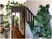 Nhà đẹp - Những loại cây dây leo không cần hoa, trồng ban công tốt ngang máy lọc không khí