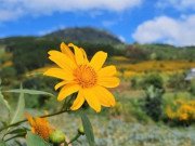 Xem ăn chơi - Lâm Đồng: Hoa Dã Quỳ vàng rực, "đỏ mắt" tìm du khách