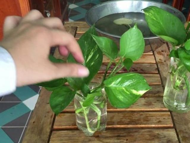 Trồng cây trầu bà trong nước có 4 kinh nghiệm để đời này, cây luôn xanh tốt, mọc nhiều lá