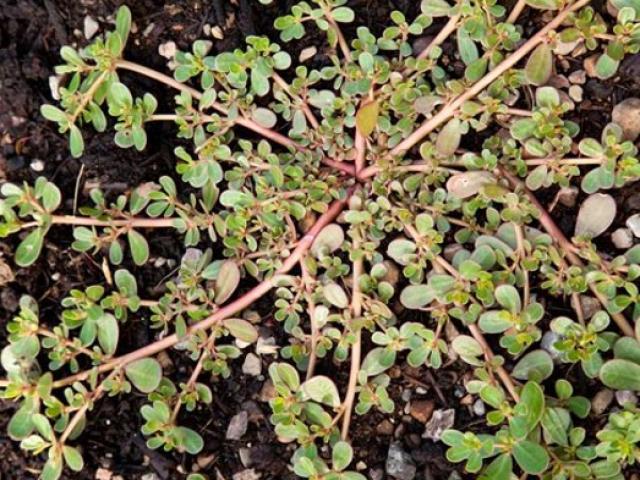 Loại cây xưa bỏ đi bất ngờ thành đặc sản 70.000đồng/kg được ưa chuộng, ăn sống hay chín đều ngon