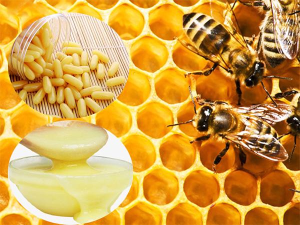 Sữa ong chúa có tác dụng gì với làm đẹp và sức khỏe? - 1