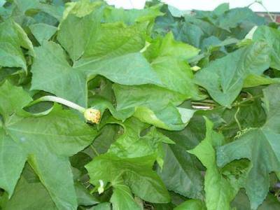 Cây mướp có lá đơn, to, màu xanh, mọc cách so le, phiến lá có hình trái tim.