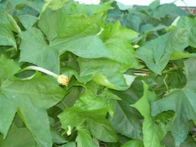 Loại lá bỏ đi trở thành đặc sản được chị em nội trợ săn lùng, giá 150.000 đồng/kg