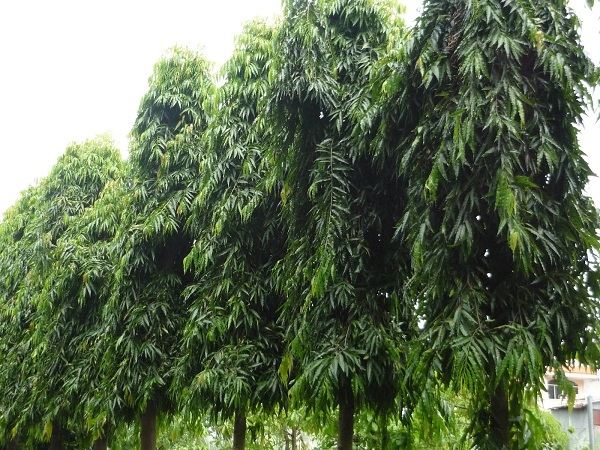 Cây Hoàng Nam là loài cây cảnh bóng mát phổ biến trong vài năm trở lại đây